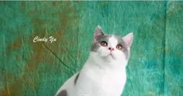 郭正亮的謎之自信，2028年「藍白合」穩了，問題是還有2028嗎？