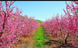 一年的桃樹林裏面種什麽作物好
