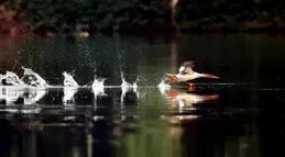 凡人微光｜從邂逅到守護，「鳥中大熊貓」12年重慶越冬之旅的背後有他們→