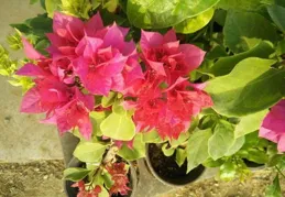 適合室內陽台養護的三角梅