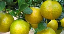 提前上市的粑粑柑打了退酸劑，不能吃了？真相是……
