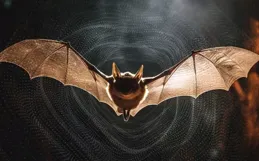 蝙蝠和鳥類：飛行前進演化中的天差地別