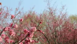 雪山紅梅雄雞圖