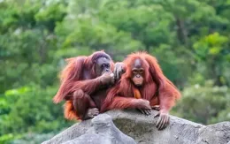 猩猩「欺負」卡皮巴拉？天津動物園動物混養引熱議