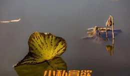 「弱肉強食」是合乎自然的，還是違背自然的？