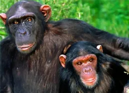 神回復:為什麽猩猩停止了前進演化？