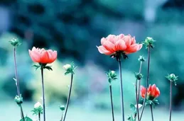 人活一輩子，所得所不得，不如心安理得！12句人間清醒，余生更順