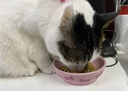 貓咪何時能吃貓糧？這一成長秘密你了解多少？