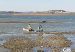 2個小時收獲2000多斤！青島這片海灘密密麻麻都是海蠣子……