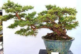 你所不知道的素仁格盆景的四個氣質