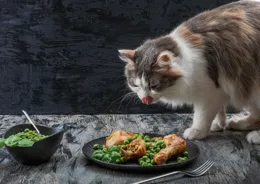 小貓一周到底該吃幾次雞胸肉？你真的餵對了嗎？
