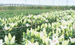 大花蔥：蔥香四溢的園藝瑰寶，揭秘其冬日靜默之謎