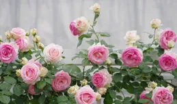 我心目中最值得栽種的10種藤本月季，每一種都很優秀，你喜歡嗎