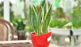 虎皮蘭，立秋後用好「3要點」，葉片油綠有光澤，呼呼「冒虎芽」