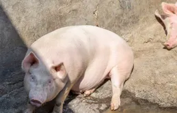 2025年豬價預測，最低13.6元/公斤？朱增勇：生豬供應全面提升！