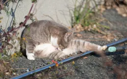 貓的反應速度究竟有多快？揭秘喵星人不可思議的敏捷之謎！