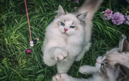 布偶貓怕冷嗎？溫柔外表和親人性格的貓咪品種