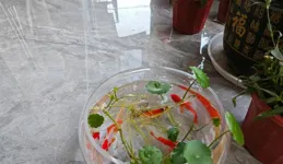 它才是真正的「旺家大王」，好看高級，比養富貴竹強10倍