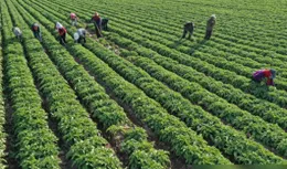 不用農藥化肥就是有機農產品？別被忽悠掏兜，從普通到有機很復雜