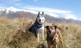 帶著狗旅行的生活如何？