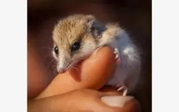 動物在喪失繁殖能力前就會死亡，為何人類不這樣？