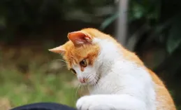 白貓和橘貓桌布 | 等待