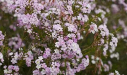冬春時節花開滿枝的盆栽澳洲臘梅，可能不一定適合你