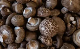 尿酸高不能吃香菇？醫生：不宜人群分4類，老年群體占2類