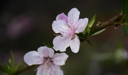 唐寅詩15首，世人笑我忒瘋顛，我咲世人看不穿。