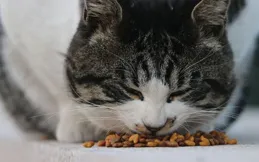 貓咪多大可以吃貓糧？全面解析幼貓飲食過渡秘籍！
