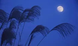 誌剛散文：月光下的樹影