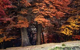 2025二月星座運勢：牡羊要放膽行動，獅子請相信內心直覺