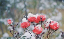 後來的我們都選擇了隨緣！