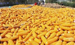 【神偷奶爸4】成功因素分析