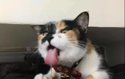 為什麽農村裏大娘，老漢養的土貓都讓親、讓摟的，而在城中養貓的年輕人手中卻「賤」貓頻出？