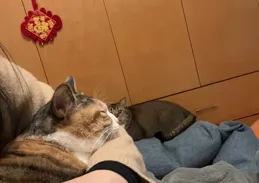 你在什麽時候最心疼你的寵物？