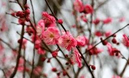 張強勇：梅花留芳入新年