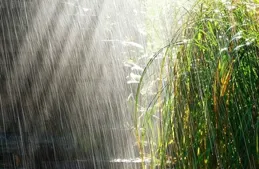 越是脾胃虛寒、陽氣不足的人，越要借助夏天的陽氣，把陽氣補回來