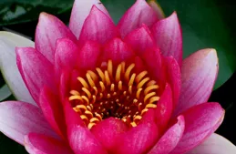 情商高，福氣好，賺錢日子美滿順利，今年遠離貧窮的星座