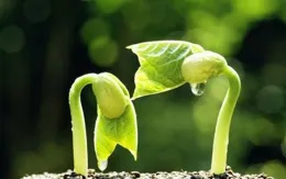 古詩詞中的立春（4）宋（1）——晏殊 王禹偁 呂夷簡 劉筠 王曾