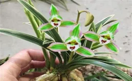 金邊吊蘭：自然調色盤中的奇跡