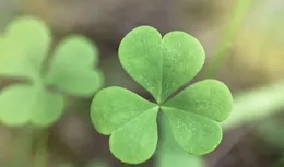 深度解析海賊王1138話壁畫資訊及隱藏伏筆