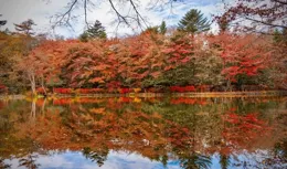 瑪麗·奧利弗：回歸自然，找到自己在萬物中的位置