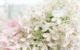 外表剛毅，內心卻很柔軟的三個星座！