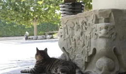 鄰居！你家建材掉下來啦！