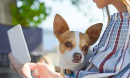 大家是如何透過寵物在短視訊上面賺錢的？