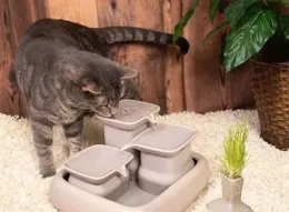 貓咪飯碗水碗應該分開嗎？