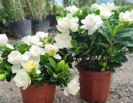 4種花，立春保持土壤「酸溜溜」，葉子很碧綠，蹭蹭開鮮花