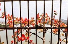 陽台不銹鋼防護欄裏也有春光