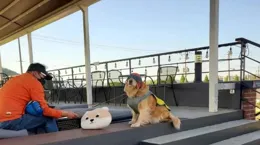 半夜被狗子推醒，還以為發生什麽事，沒想到居然是為了，網友辣評